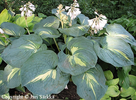Hosta Tarhafunkia-Ryhm 'Great Expectations', jalokuunlilja